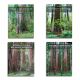 Redwoods Book Series (Complete Set of 4 Books) by Gerald F. Beranek